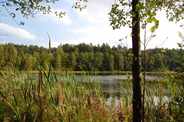 Rezerwat nad jeziorem Morzysław Mały