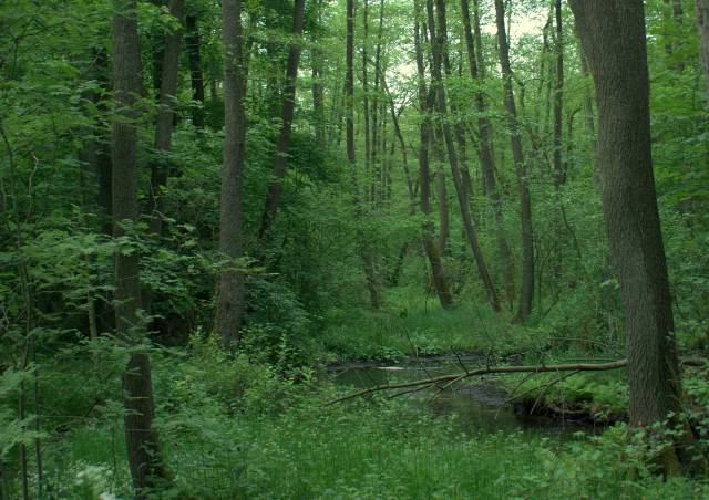 Obszar Chronionego Krajobrazu "Dominikowo-Niemieńsko"