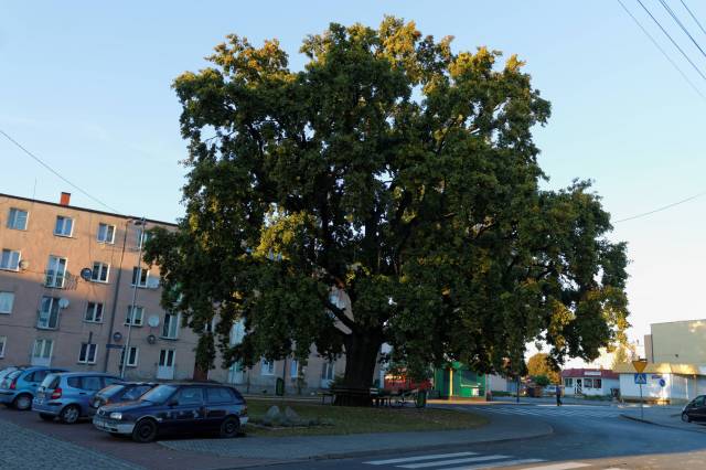 Dąb szypułkowy Jagiełło (Pokoju)