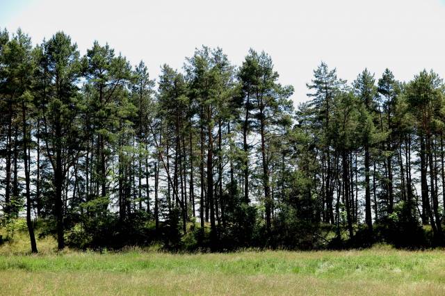 Berlinka - niedokończona autostrada
