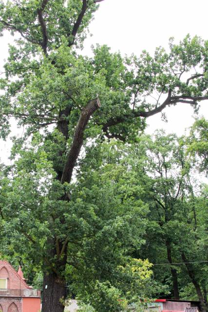 Dąb szypułkowy Telesfor