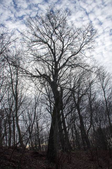 Bożodrzew gruczołkowaty