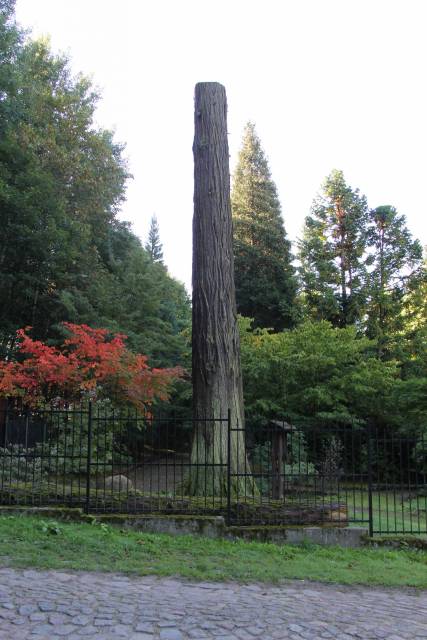 Mamutowiec olbrzymi w Glinnej