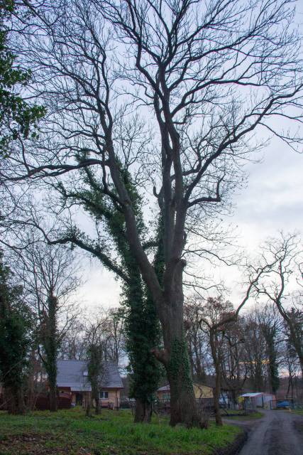 Buk pospolity odmiana czerwonolistna