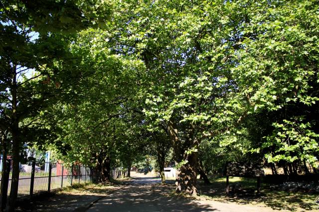 Dwa platany klonolistne