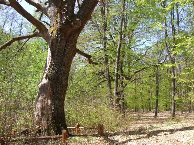 Wysoki dąb szypułkowy