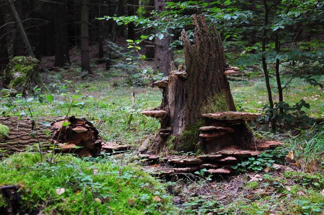 Uroczyska Puszczy Drawskiej