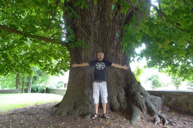 Lipa szerokolistna św. Ottona Szczecin Płonia