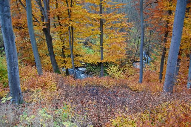 Brzeźnicka Węgorza